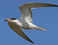 Common Tern