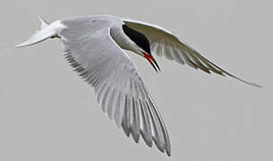 Common Tern