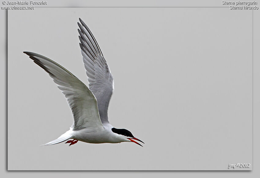 Common Tern