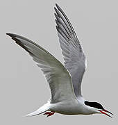 Common Tern