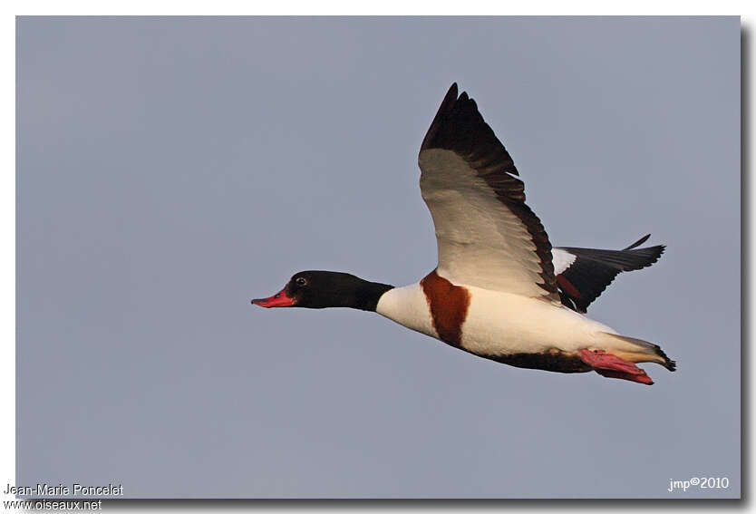 Common Shelduckadult, Flight