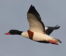 Common Shelduck