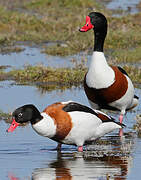 Common Shelduck