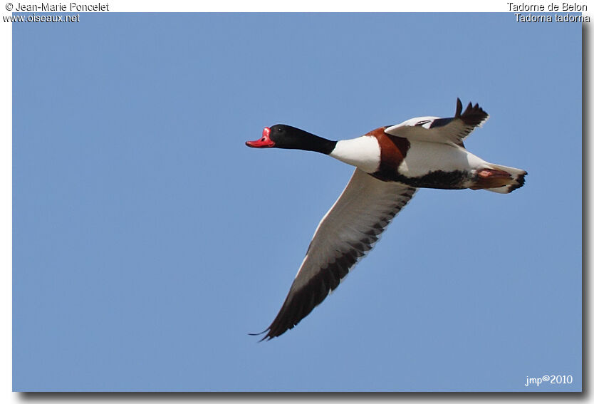 Common Shelduck