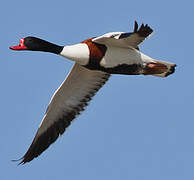 Common Shelduck