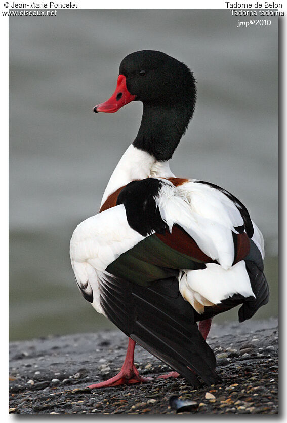 Common Shelduck