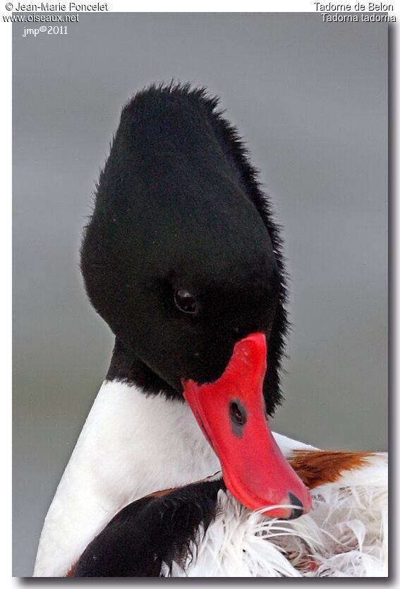 Common Shelduck