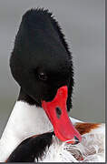 Common Shelduck