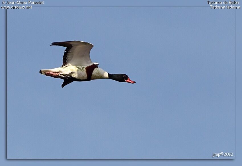 Common Shelduck