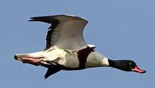 Common Shelduck