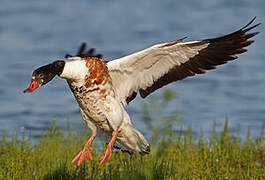 Common Shelduck