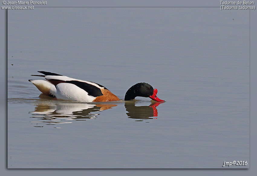 Common Shelduck