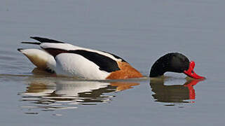 Common Shelduck