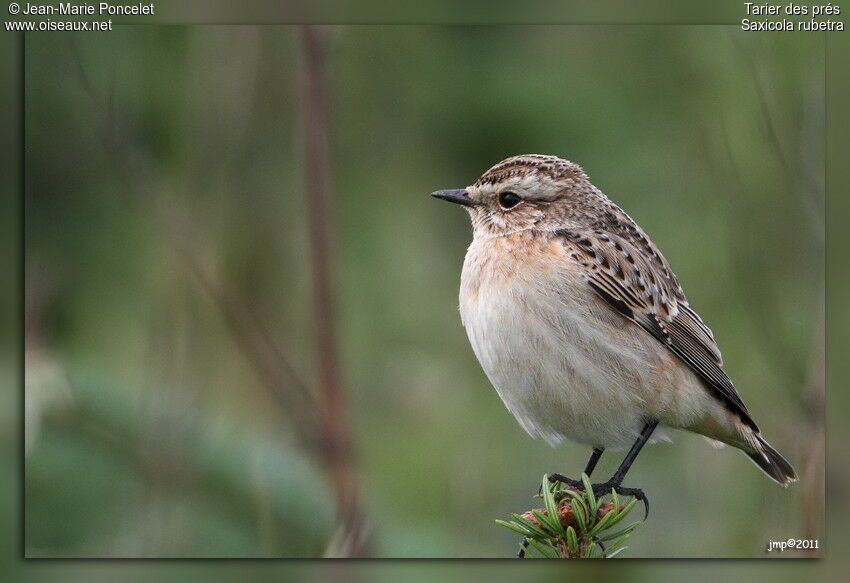 Whinchat