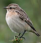 Whinchat