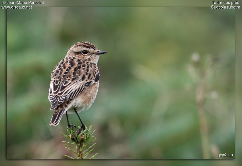 Whinchat