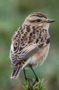 Whinchat