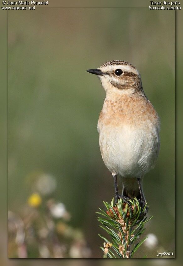 Whinchat