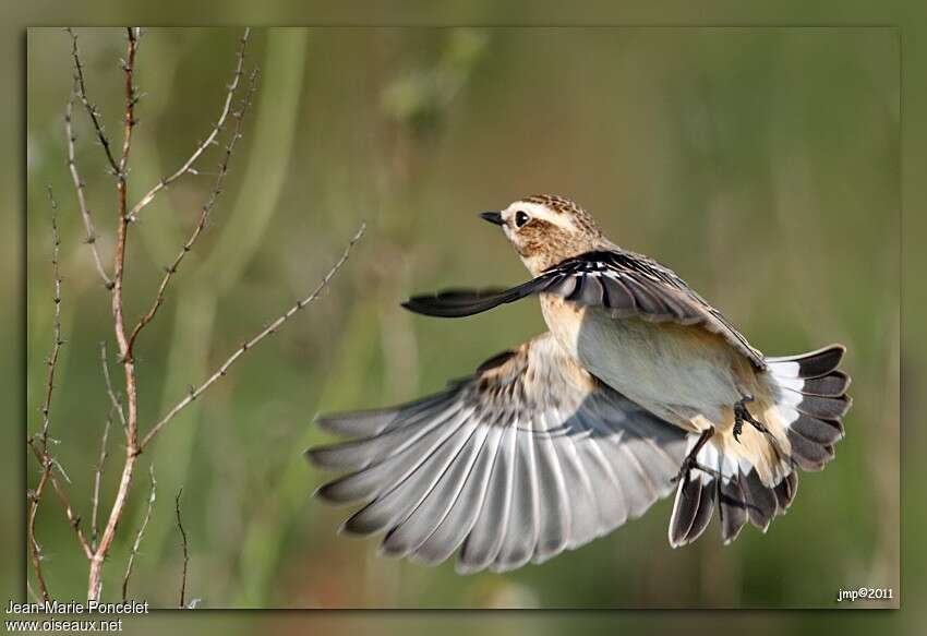 Whinchatjuvenile, pigmentation, Flight