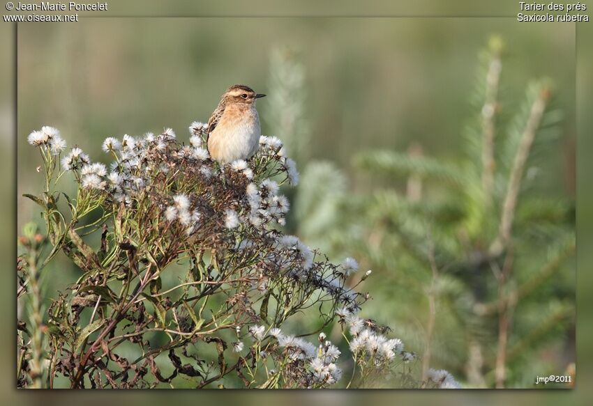 Whinchat