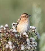 Whinchat