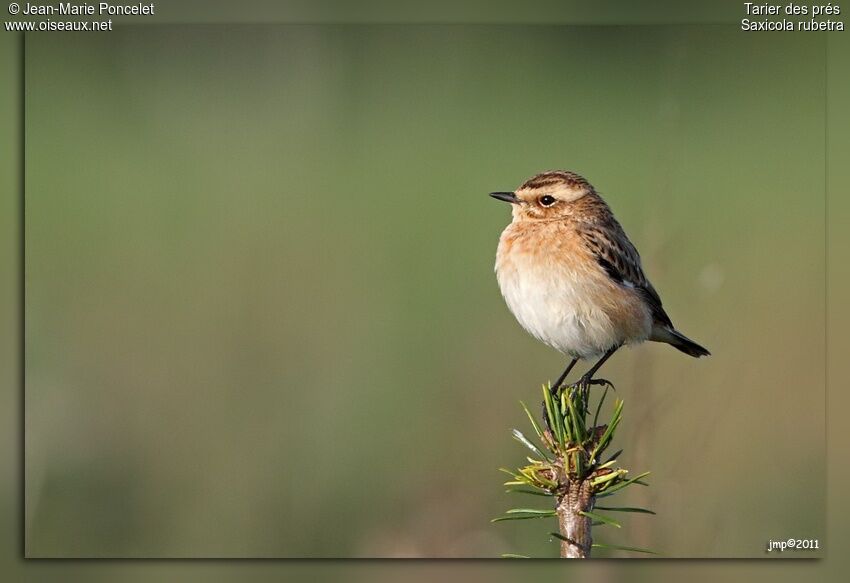 Whinchat