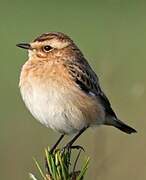 Whinchat