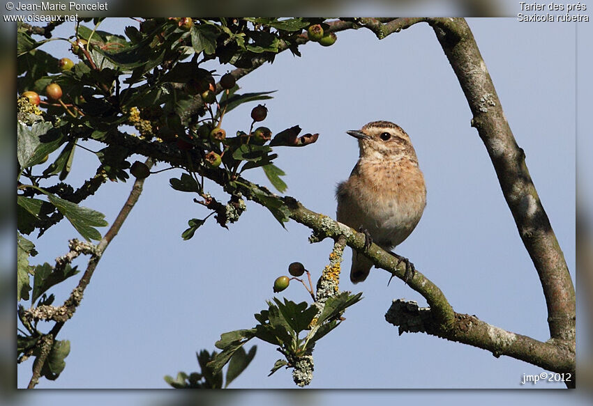 Whinchat