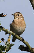 Whinchat