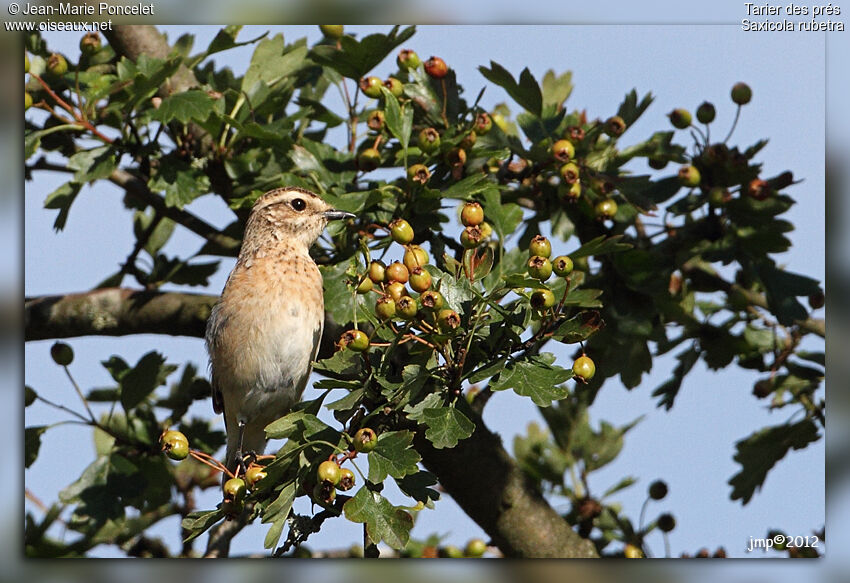 Whinchat