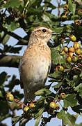 Whinchat