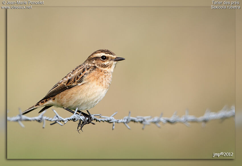 Whinchat