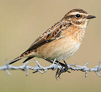 Whinchat