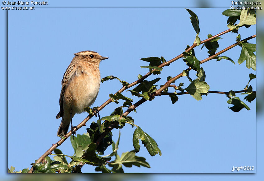 Whinchat