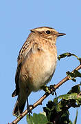 Whinchat