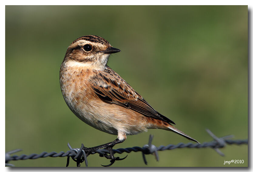 Whinchat