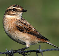 Whinchat