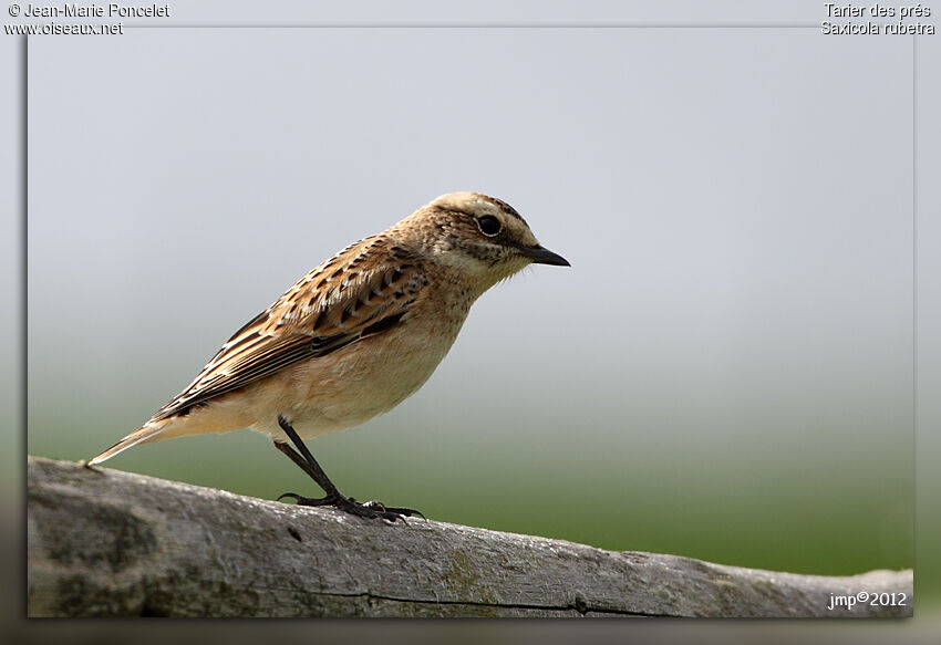 Whinchat