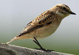 Whinchat