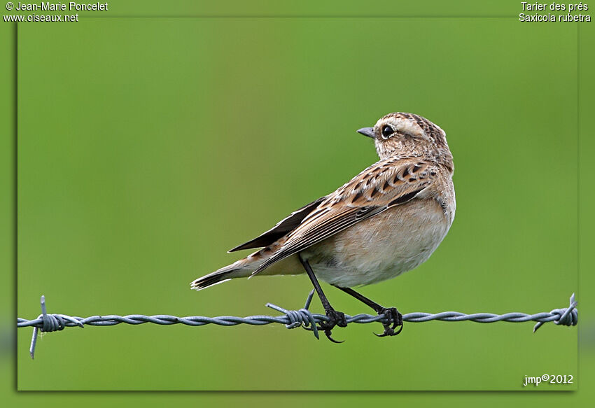 Whinchat