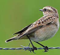 Whinchat