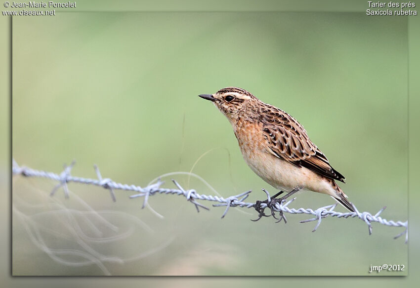 Whinchat