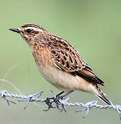 Whinchat