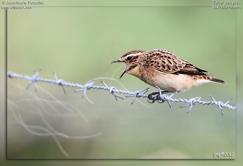 Whinchat