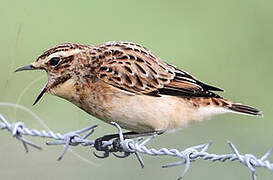 Whinchat