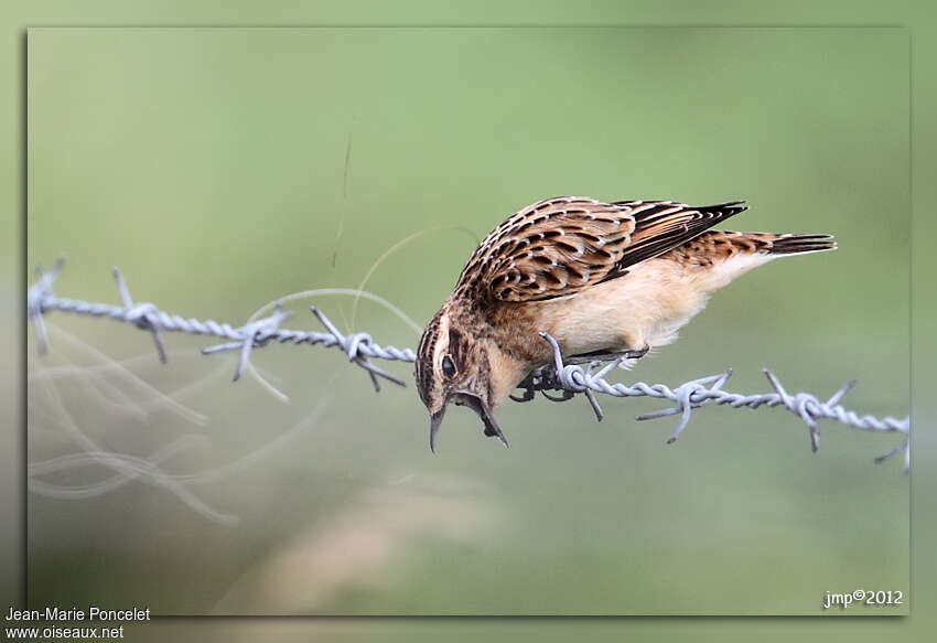 Whinchat