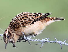 Whinchat