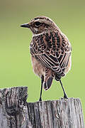 Whinchat