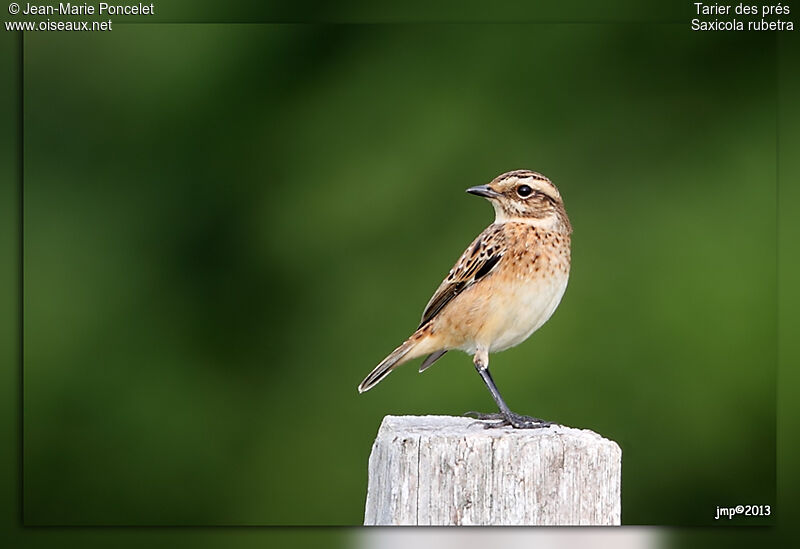 Whinchat