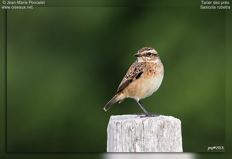 Whinchat